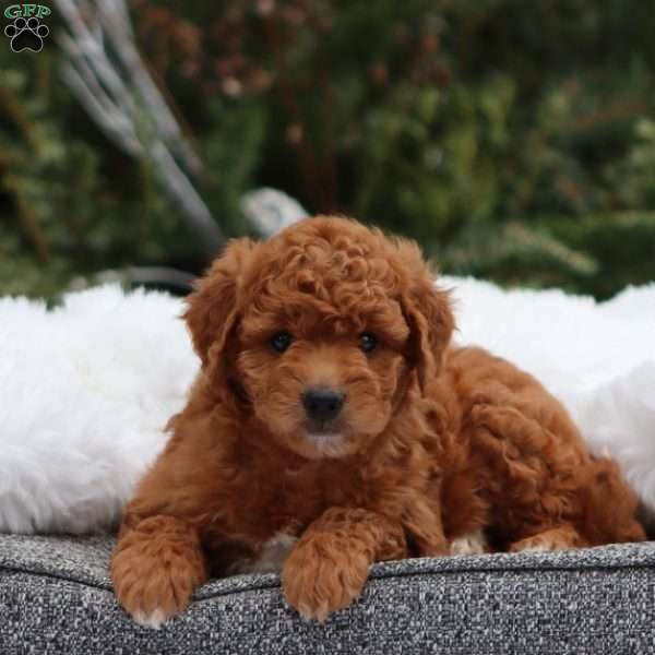 Faith, Mini Goldendoodle Puppy
